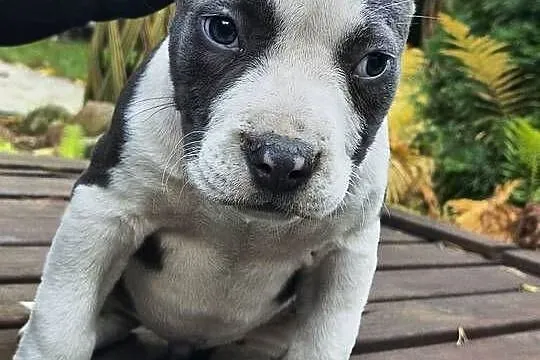 American Bully ABKC pies suka standard