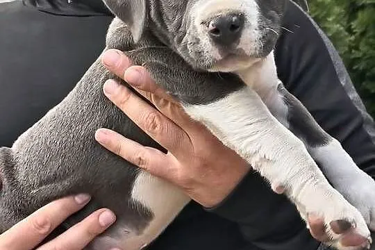 American Bully ABKC pies suka standard, Mazowieckie, Warszawa