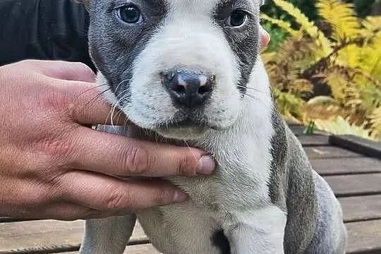 American Bully ABKC pies suka standard, Mazowieckie, Warszawa