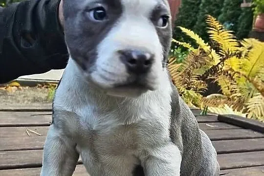 American Bully ABKC pies suka standard, Mazowieckie, Warszawa