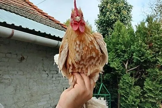 Sprzedam koguta karzełka łapciatego, Podkarpackie, Przeworsk