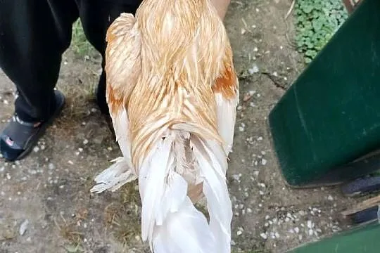Sprzedam koguta karzełka łapciatego, Podkarpackie, Przeworsk