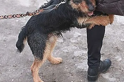 Bercik - mega pozytywny psiak , mix terierek,  mał