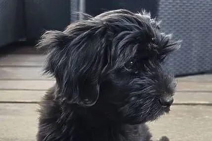 Yorkshire terrier, Wielkopolskie, Psary Małe