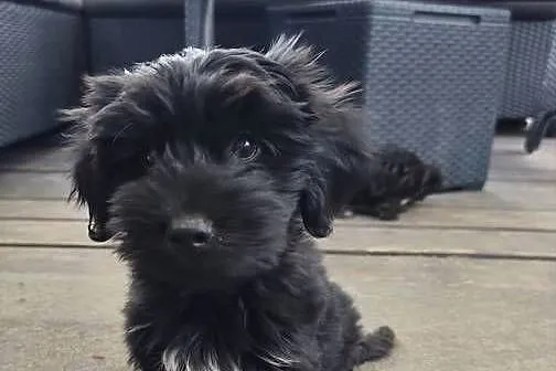 Yorkshire terrier, Wielkopolskie, Psary Małe