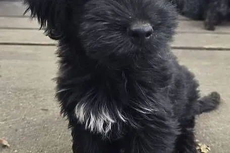 Yorkshire terrier, Wielkopolskie, Psary Małe