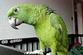 Papuga Amazona auropalliata, amazonka żółtoszyja