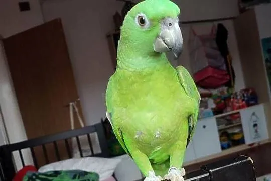 Papuga Amazona auropalliata, amazonka żółtoszyja, Opolskie, Zębowice