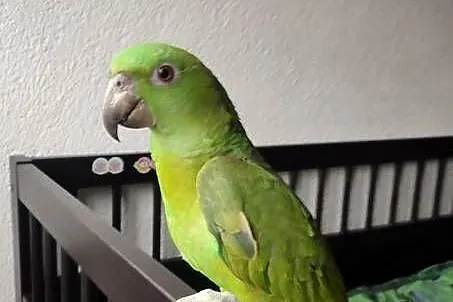 Papuga Amazona auropalliata, amazonka żółtoszyja, Opolskie, Zębowice