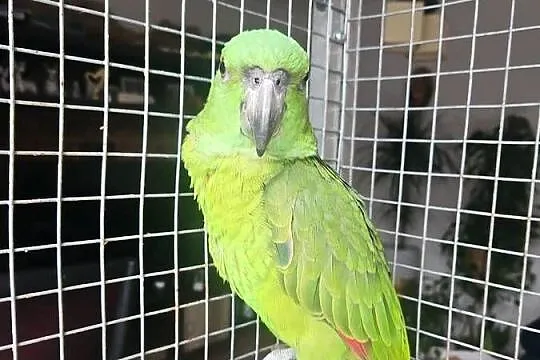 Papuga Amazona auropalliata, amazonka żółtoszyja, Opolskie, Zębowice