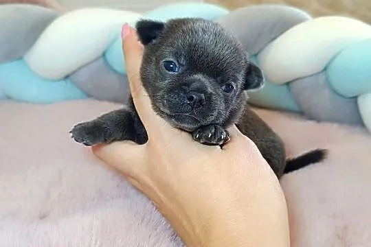 Chihuahua piesek blue niebieski krótkowłosy piękny! badania,rodowód
