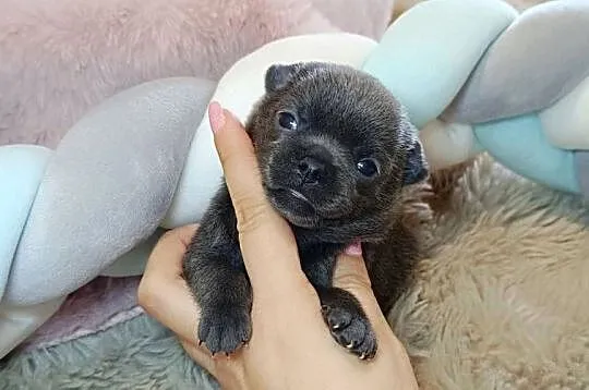 Chihuahua piesek blue niebieski krótkowłosy piękny! badania,rodowód, Mazowieckie, Warszawa