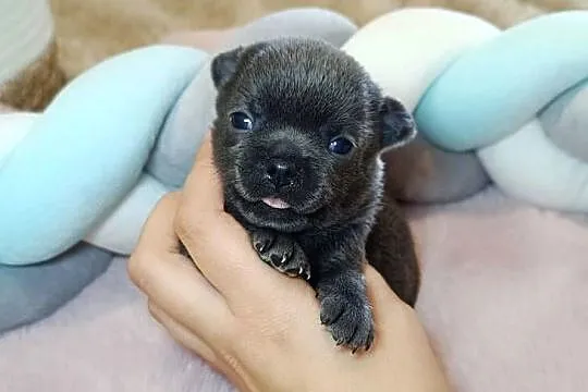 Chihuahua piesek blue niebieski krótkowłosy piękny! badania,rodowód, Mazowieckie, Warszawa
