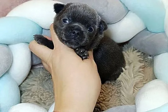 Chihuahua piesek blue niebieski krótkowłosy piękny! badania,rodowód, Mazowieckie, Warszawa