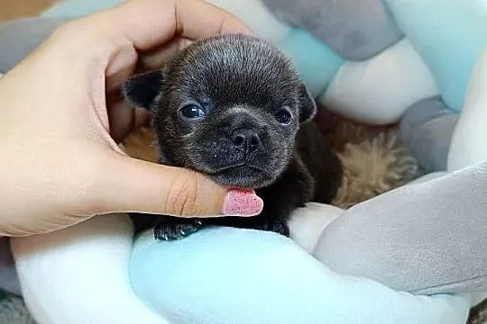 Chihuahua piesek blue niebieski krótkowłosy piękny! badania,rodowód, Mazowieckie, Warszawa