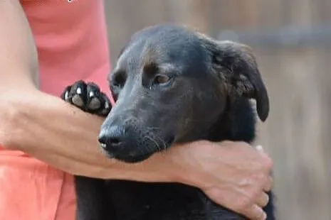 Lacky wesoły młodzieniaszek do adopcji,  małopolskie Kraków