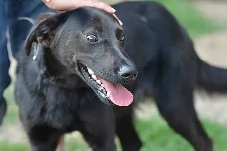 Lacky wesoły młodzieniaszek do adopcji,  małopolsk