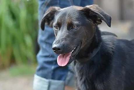 Lacky wesoły młodzieniaszek do adopcji,  małopolsk