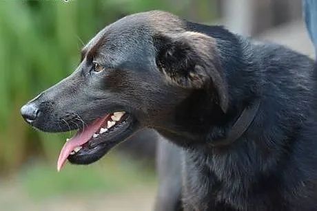 Lacky wesoły młodzieniaszek do adopcji,  małopolsk