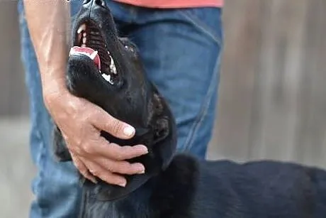 Lacky wesoły młodzieniaszek do adopcji,  małopolsk