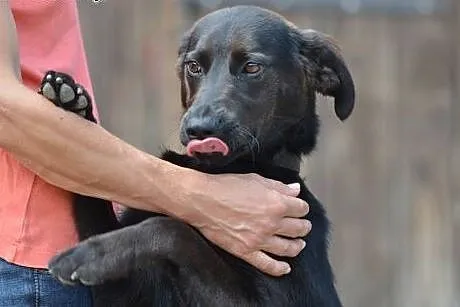 Lacky wesoły młodzieniaszek do adopcji,  małopolsk