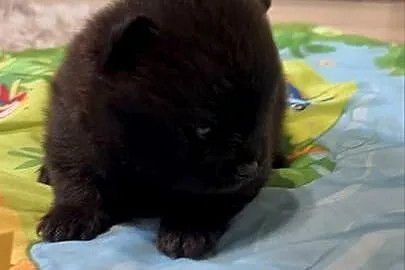 Szpic miniaturowy pomeranian boy