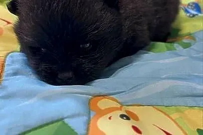 Szpic miniaturowy pomeranian boy, Śląskie, Poniszowice