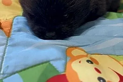Szpic miniaturowy pomeranian boy, Śląskie, Poniszowice