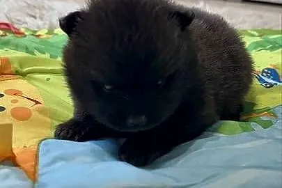Szpic miniaturowy pomeranian boy, Śląskie, Poniszowice