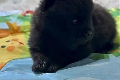 Szpic miniaturowy pomeranian boy, Śląskie, Poniszowice
