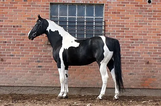 Dolar / SP / homozygota / 83pkt / 174cm, Błaszki