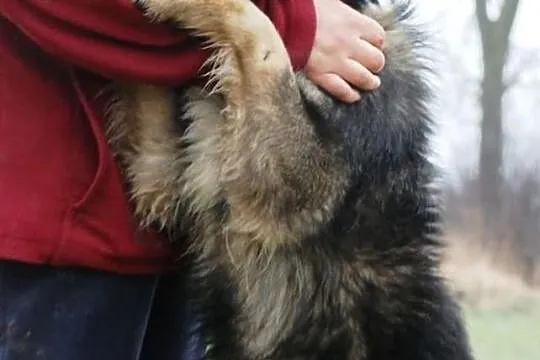 Wezir młody, łagodny pies ADOPCJA