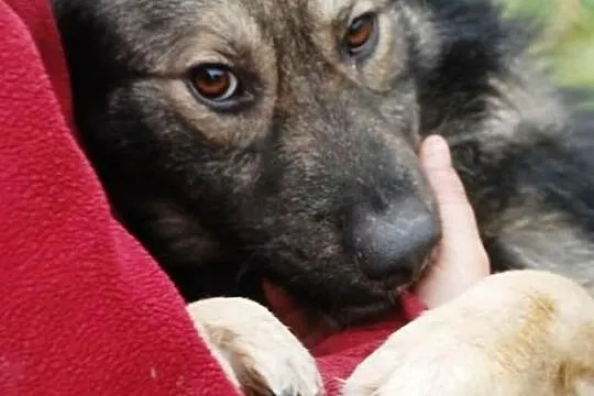 Wezir młody, łagodny pies ADOPCJA