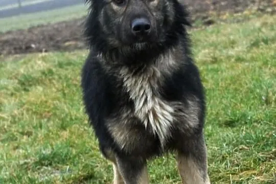 Wezir młody, łagodny pies ADOPCJA