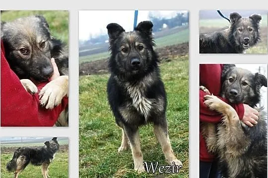 Wezir młody, łagodny pies ADOPCJA