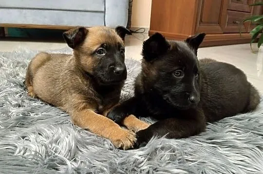 Owczarek belgijski Malinois