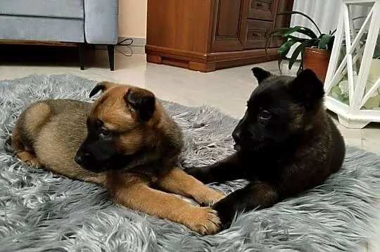 Owczarek belgijski Malinois, Małopolskie, Borki