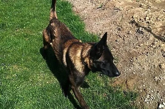 Owczarek belgijski Malinois, Małopolskie, Borki
