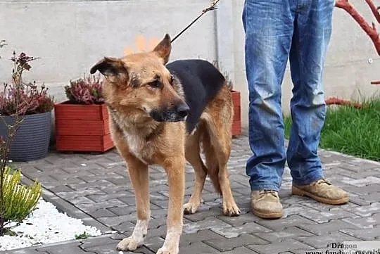Dragon - co klapnięte uszko ma, Mazowieckie, Nowy Dwór Mazowiecki