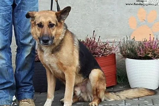 Dragon - co klapnięte uszko ma, Mazowieckie, Nowy Dwór Mazowiecki