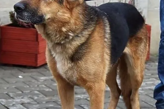 Dragon - co klapnięte uszko ma, Mazowieckie, Nowy Dwór Mazowiecki