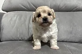 Maltipoo Suczka