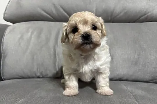Maltipoo Suczka