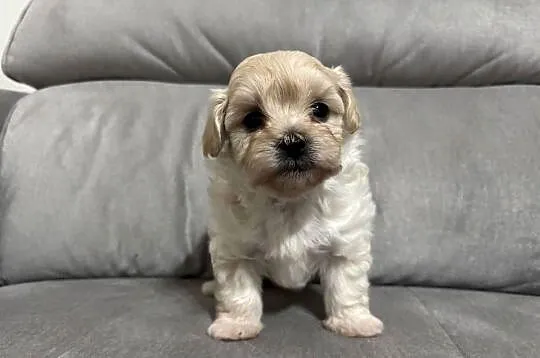 Maltipoo Suczka, Śląskie, Zawiercie