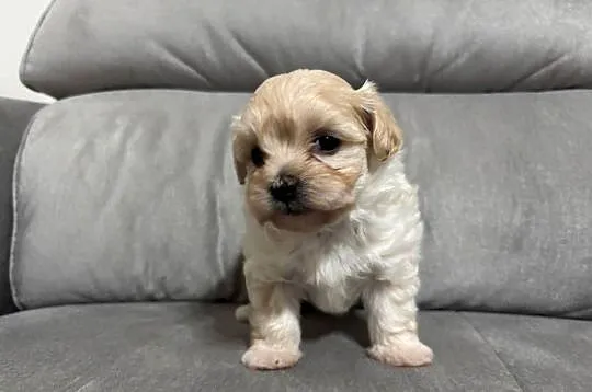 Maltipoo Suczka, Śląskie, Zawiercie