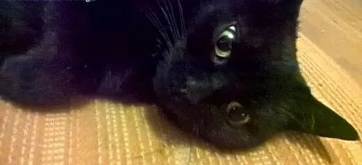 Śliczna, sympatyczna, nieśmiała czarnula do adopcj