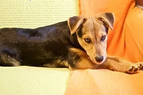MANIEK - super szczeniak do adopcji,  mazowieckie 