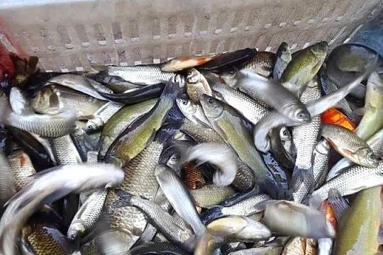 Żywe ryby węgorz.karp.sum.jesiotr albinos.karaś ozdobny.lin, Wielkopolskie, Kleczew
