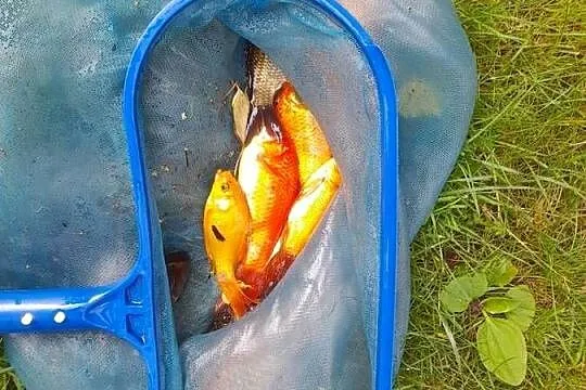 Żywe ryby węgorz.karp.sum.jesiotr albinos.karaś ozdobny.lin, Wielkopolskie, Kleczew