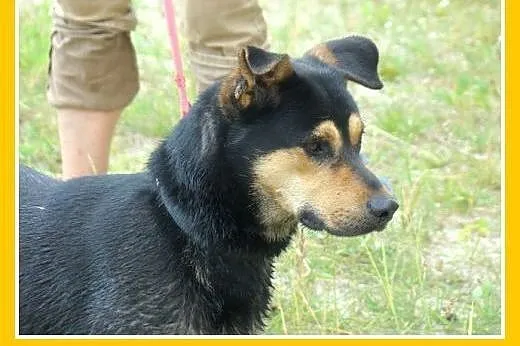 Średni,przyjazny,czujny,wesoły pies HUZAR.Adopcja,  dolnośląskie Wrocław